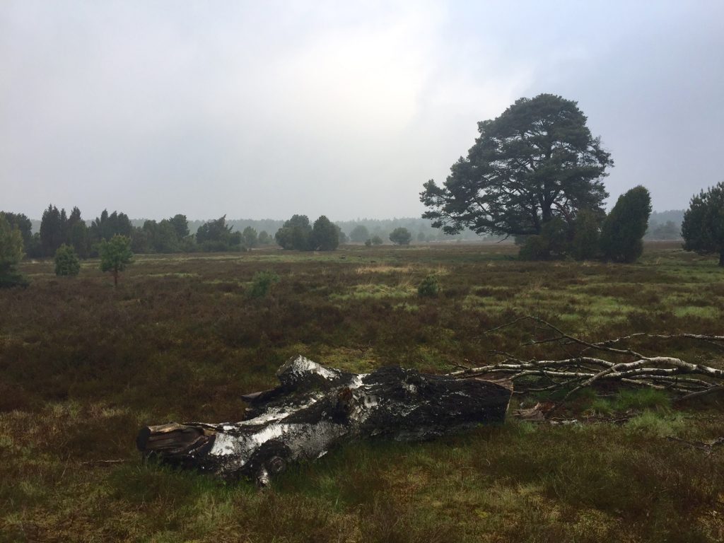 Regenwetter Lueneburger Heide