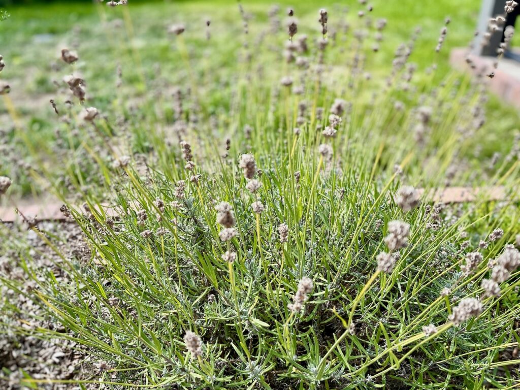 Dufterlebnisse mit frischen Zutaten