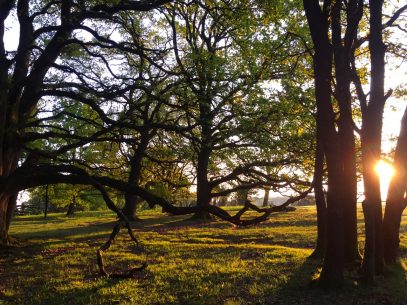 Sonnenaufgangswanderung zum Totengrund Bispingen