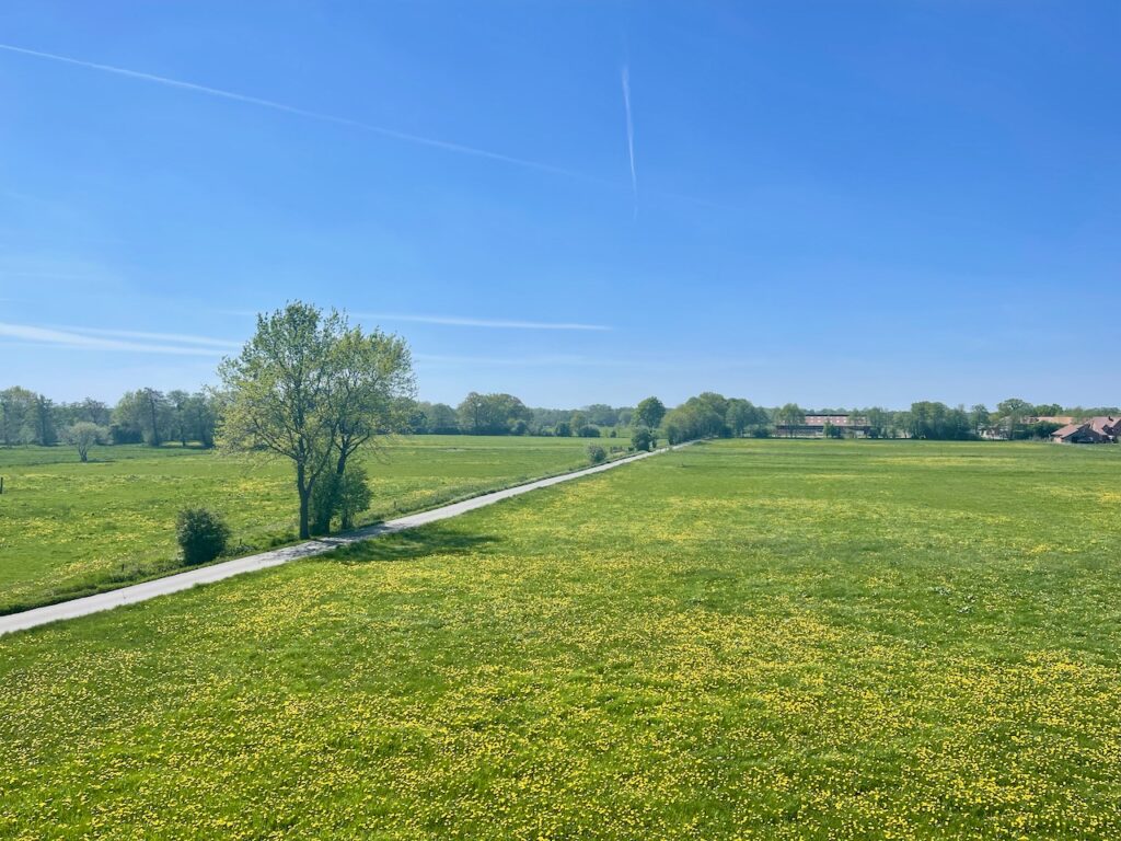 Fahrradtour im Blockland Bremen, Blick ueber weite bluehende Wiesen