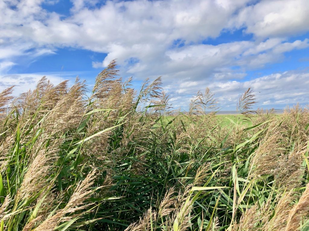 Wandern an der Nordsee