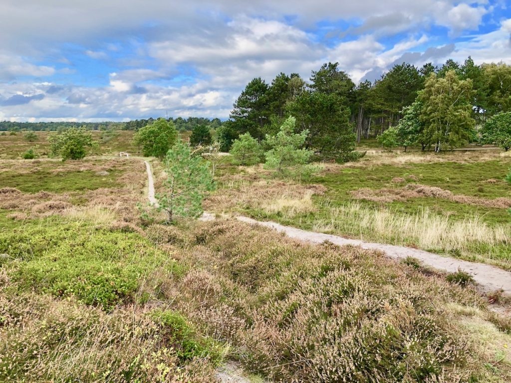 Wandern an der Nordsee durch Heidelandschaften