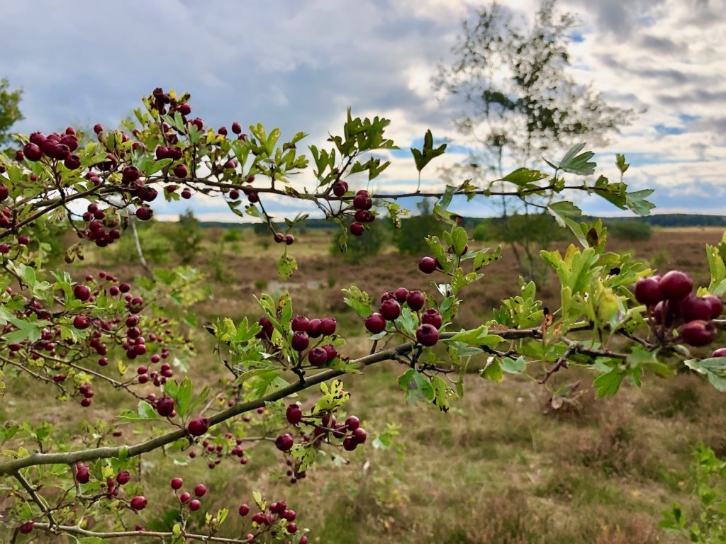 Wandern an der Nordsee