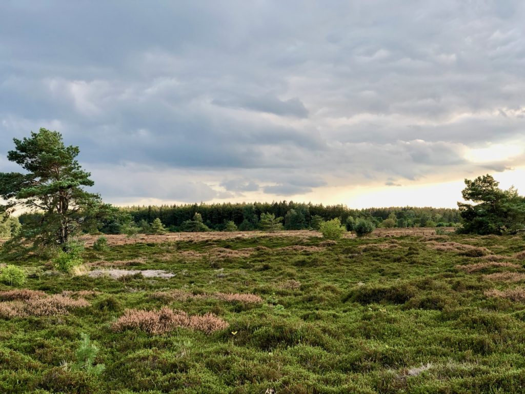 Heide an der Nordsee