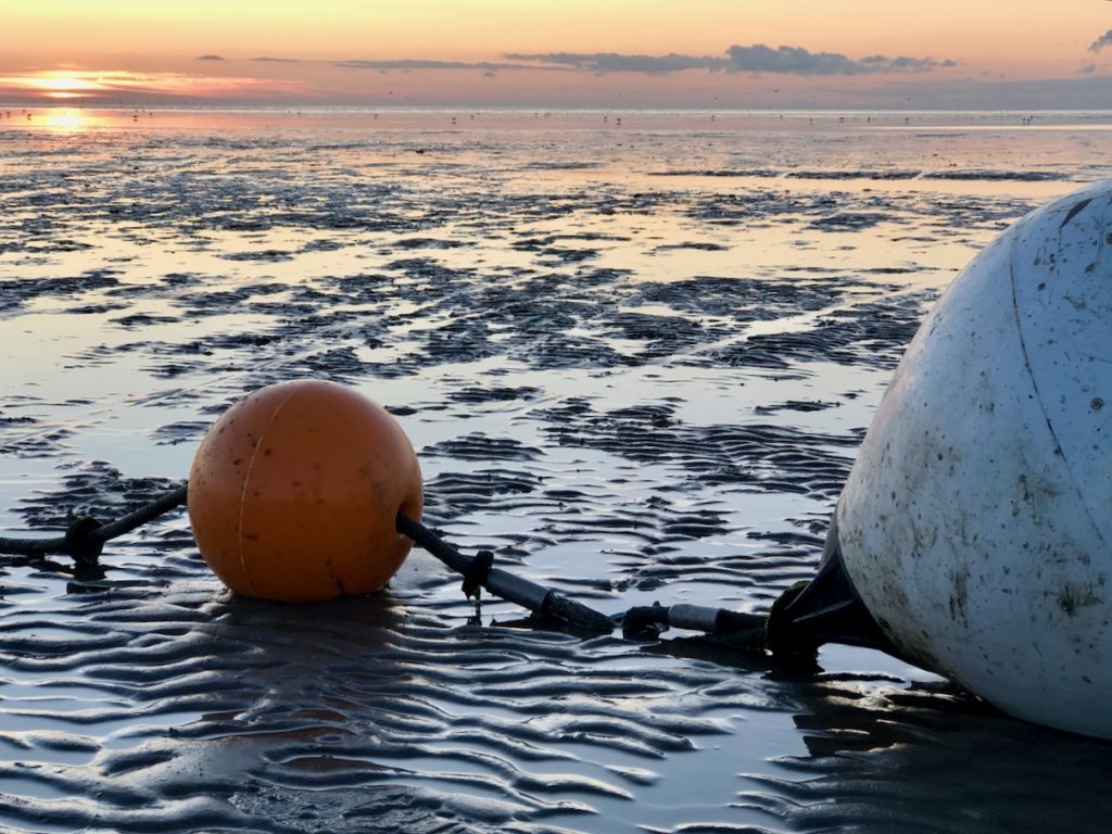 Wandern an der Nordsee: Watt, Wald, Heide, Wiesen & Moor