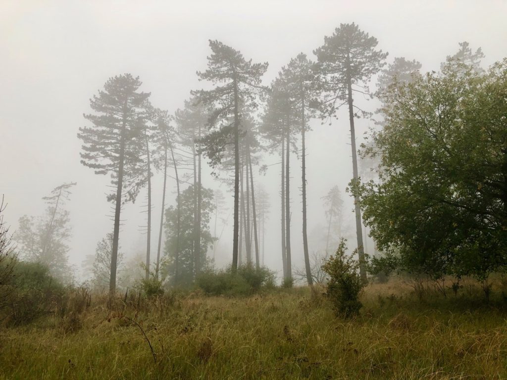 Waldbaden Hessen