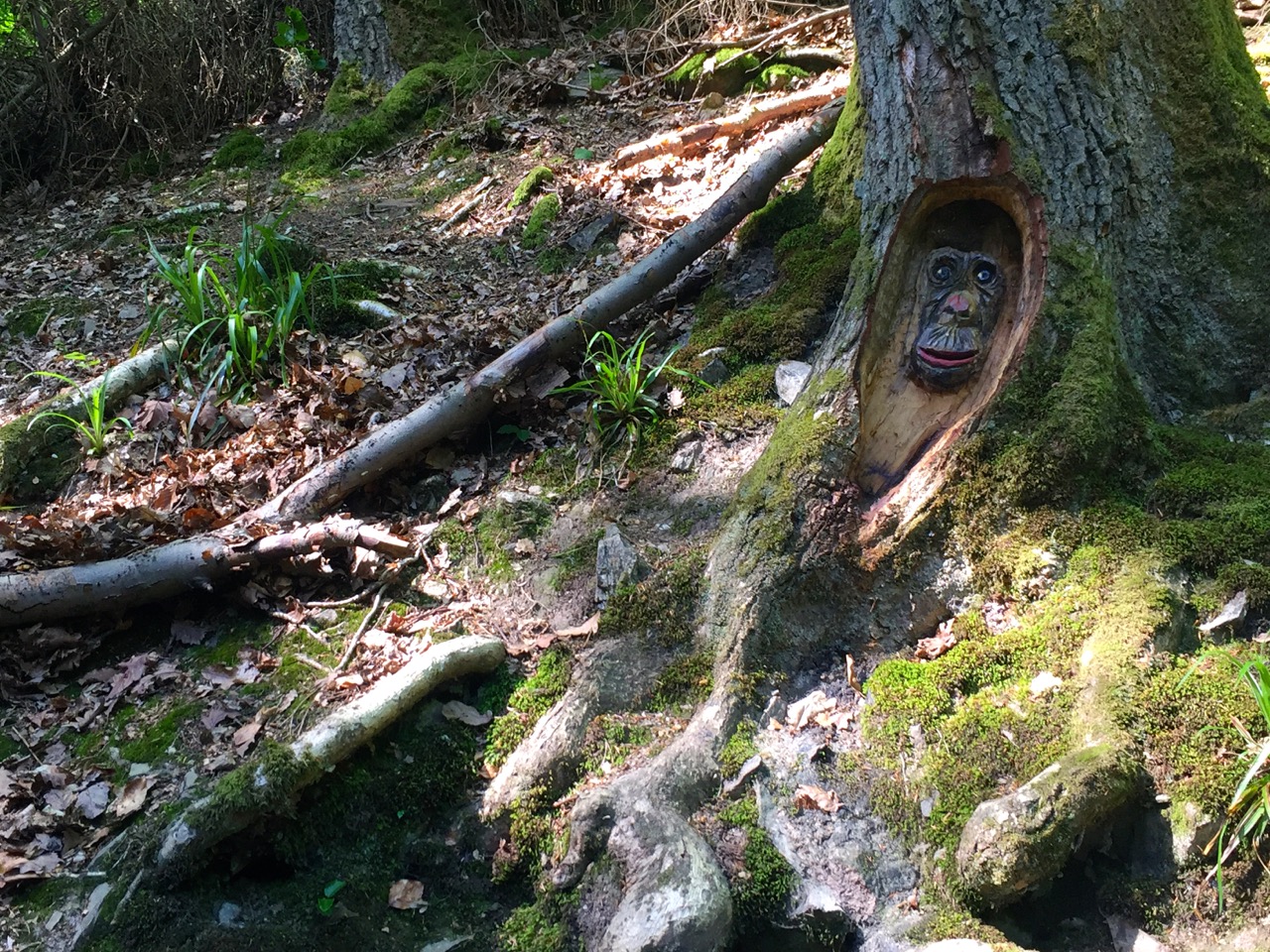 Baumgeister Tour durch die Steckenschlaeaeferklamm