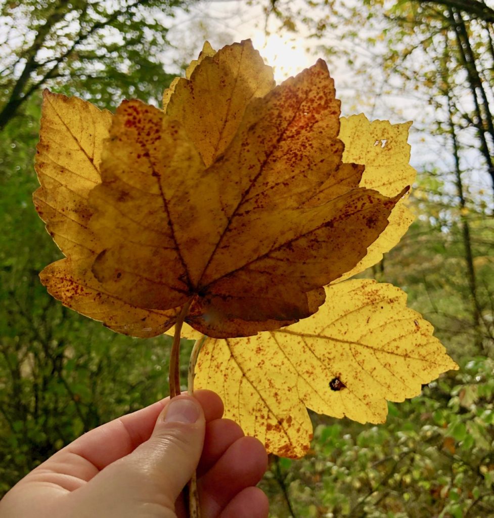 Waldbaden im Herbst in Hessen