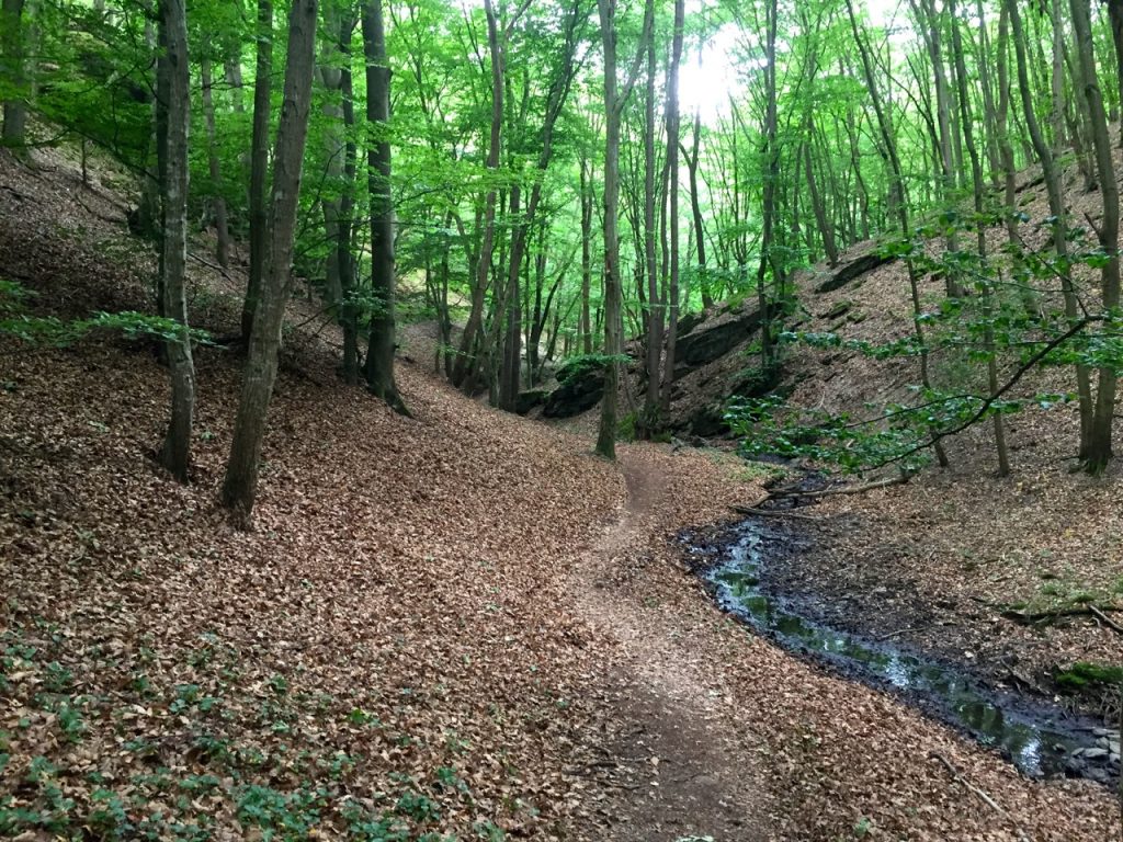 Traumschleife Ehrbachklamm - Im Tal fließt ein kleiner Bach