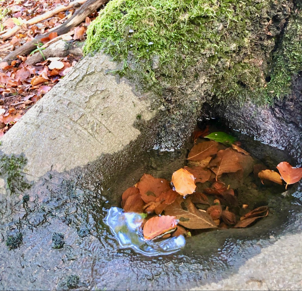 Waldbaden in Hessen