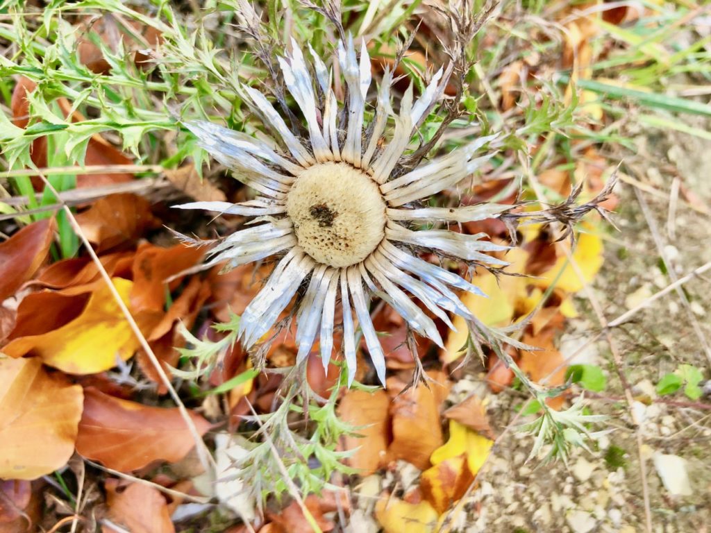 Silberdistel