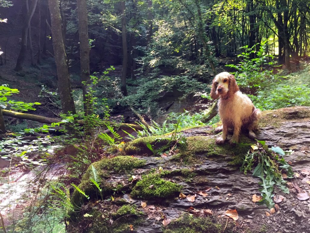 Wanderhund Josy mit uns unterwegs