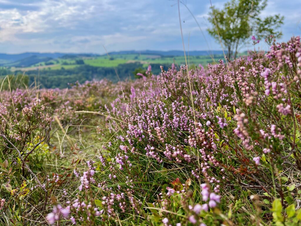 Osterkopf Willingen Seelenort