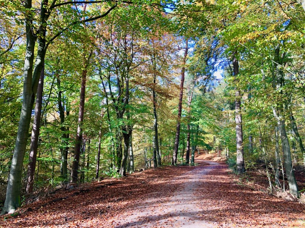 Grüner Ring Hamburg: Wandern durch Hamburgs grüne Seiten