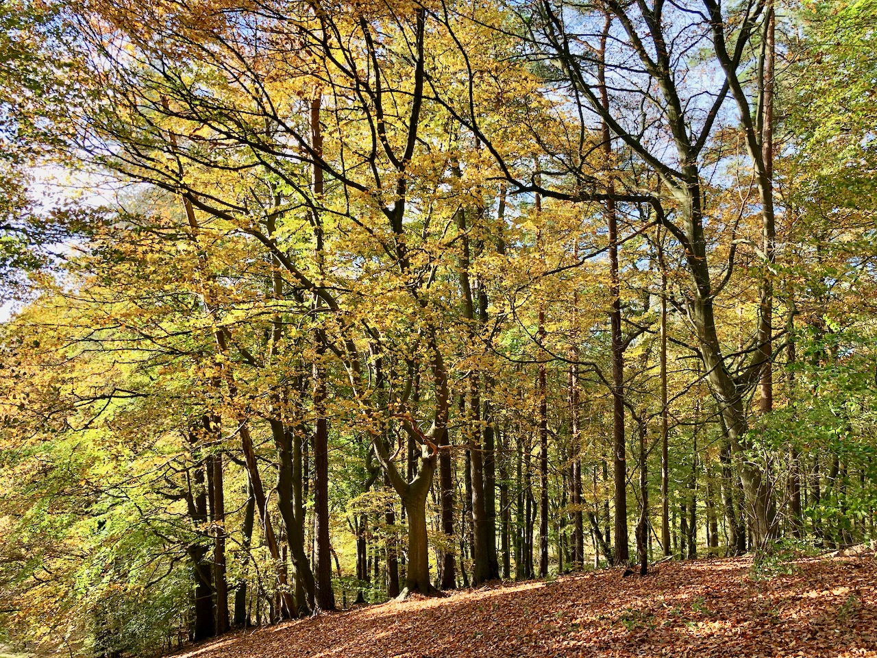 Wo sind die schönsten Wälder Deutschlands?
