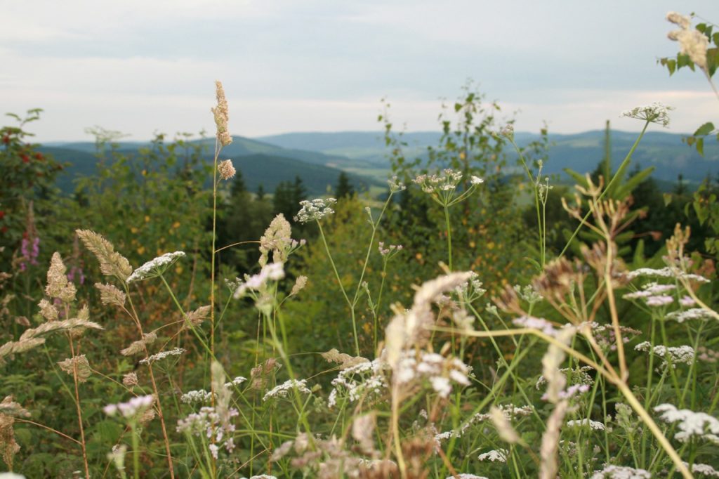 Sommer im Sauerland