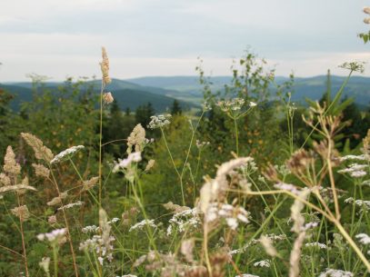 Sommer im Sauerland