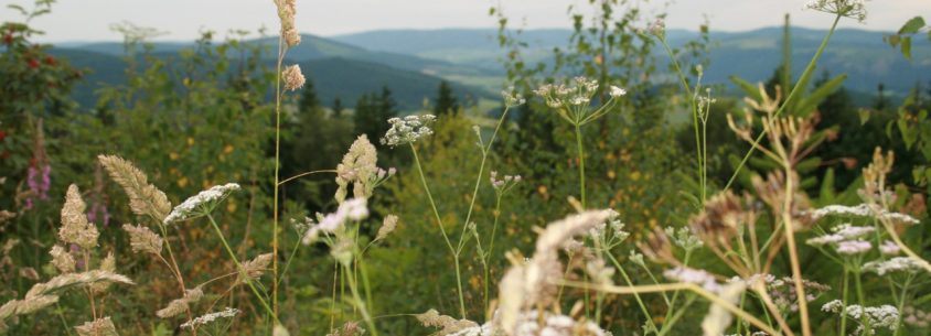 Sommer im Sauerland