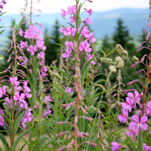 Sauerland-Wellness