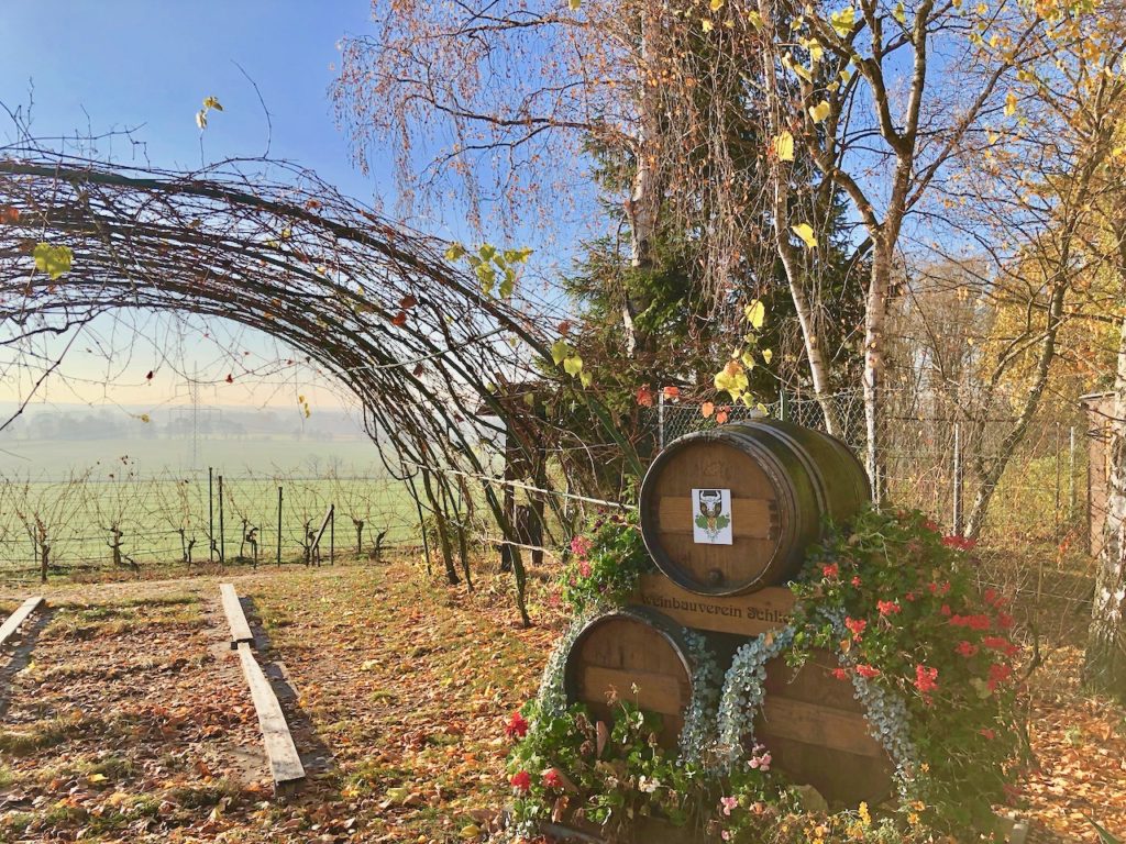 Elbe Elster: Weinberg mitten in Brandenburg