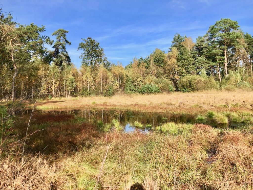 Tister Bauernmoor im Herbst