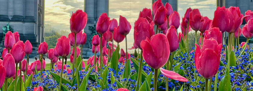 Frühling in Brüssel: Sehenswürdigkeiten, Europaviertel & Geheimtipps