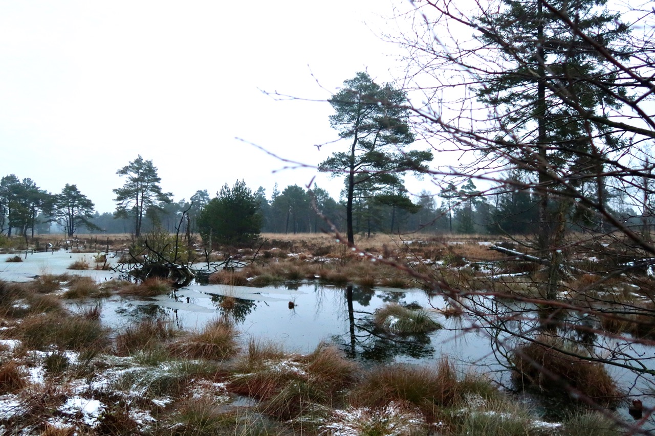 Naturschutzgebiet Tister Bauernmoor