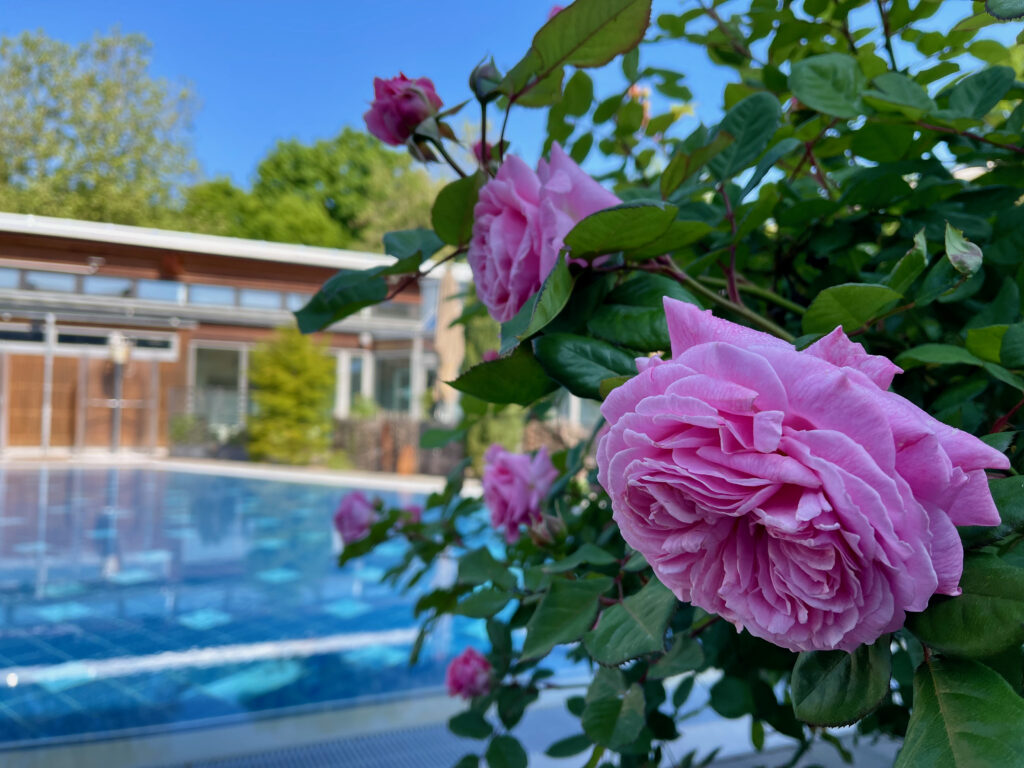 Solebecken im Saunagarten der Boerde Therme Bad Sassendorf mit bluehenden Rosen im Vordergrund 