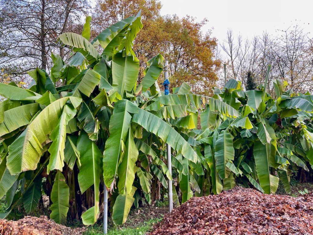 Bananenbaum Kurpark Bad Soden Salmuenster