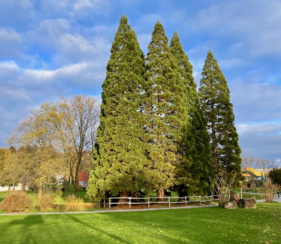 Mammutbaum Kurpark Bad Soden Salmuenster