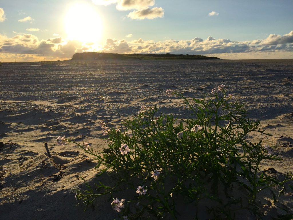 Wangerooge Ostende - Wanderung mit Picknick