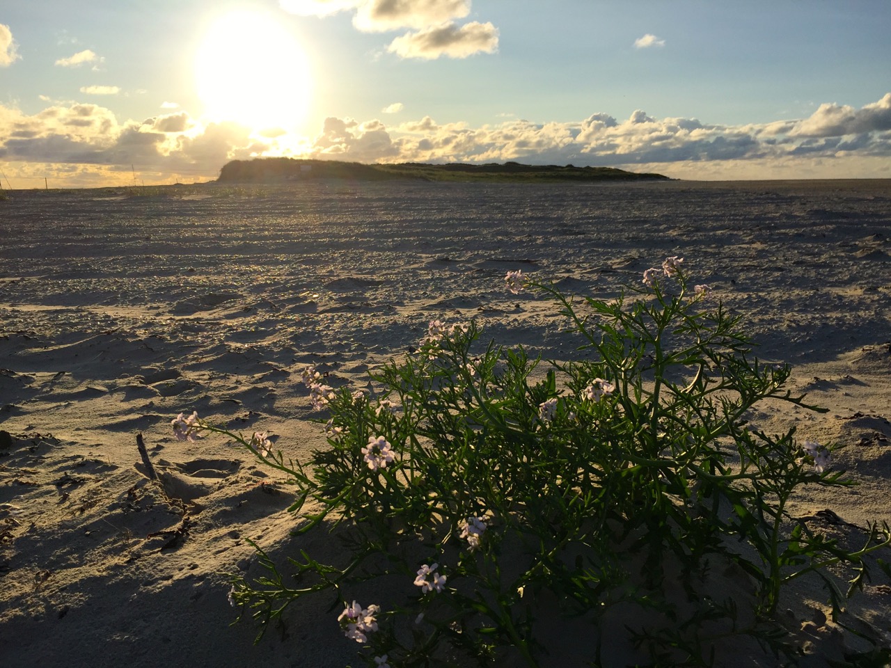 Wangerooge Ostende – Wanderung mit Picknick