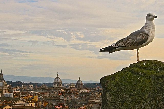 Rom Reisen - Blick von der Engelsburg auf Rom