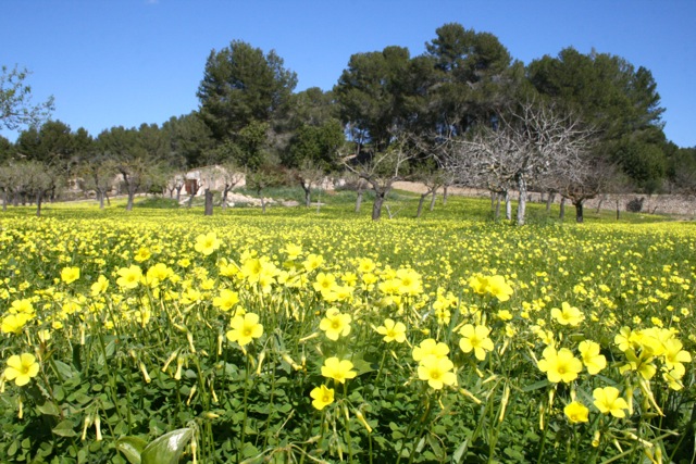 Mallorca im Februar