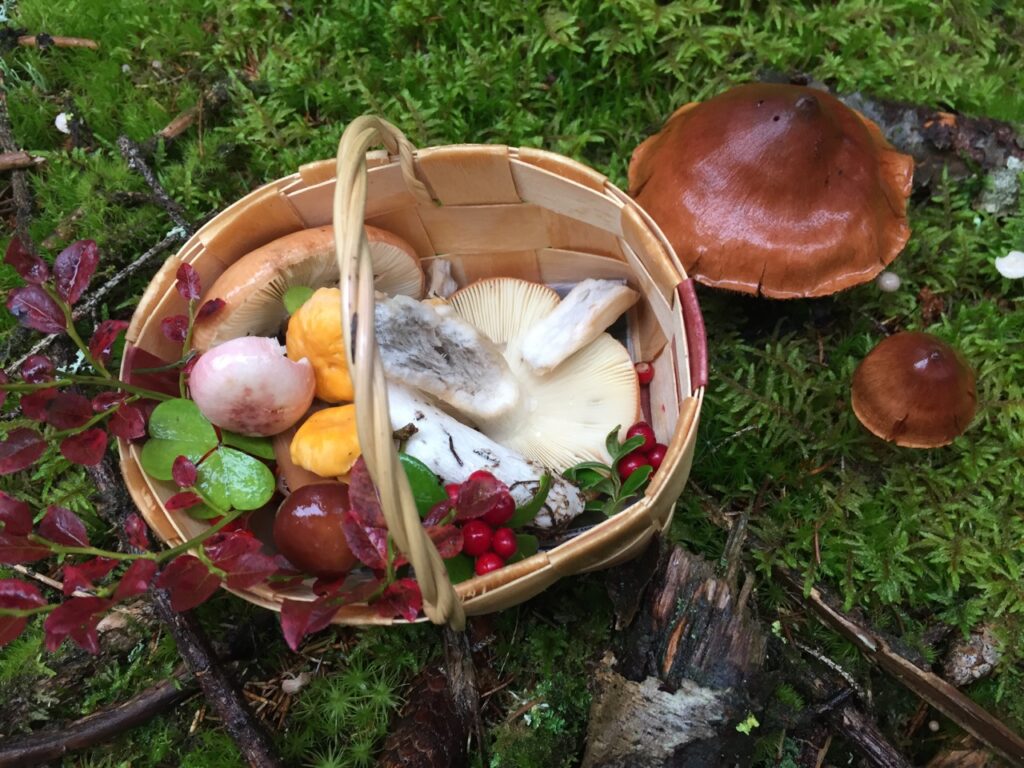 Beeren und Pilze sammeln im Finnland Urlaub