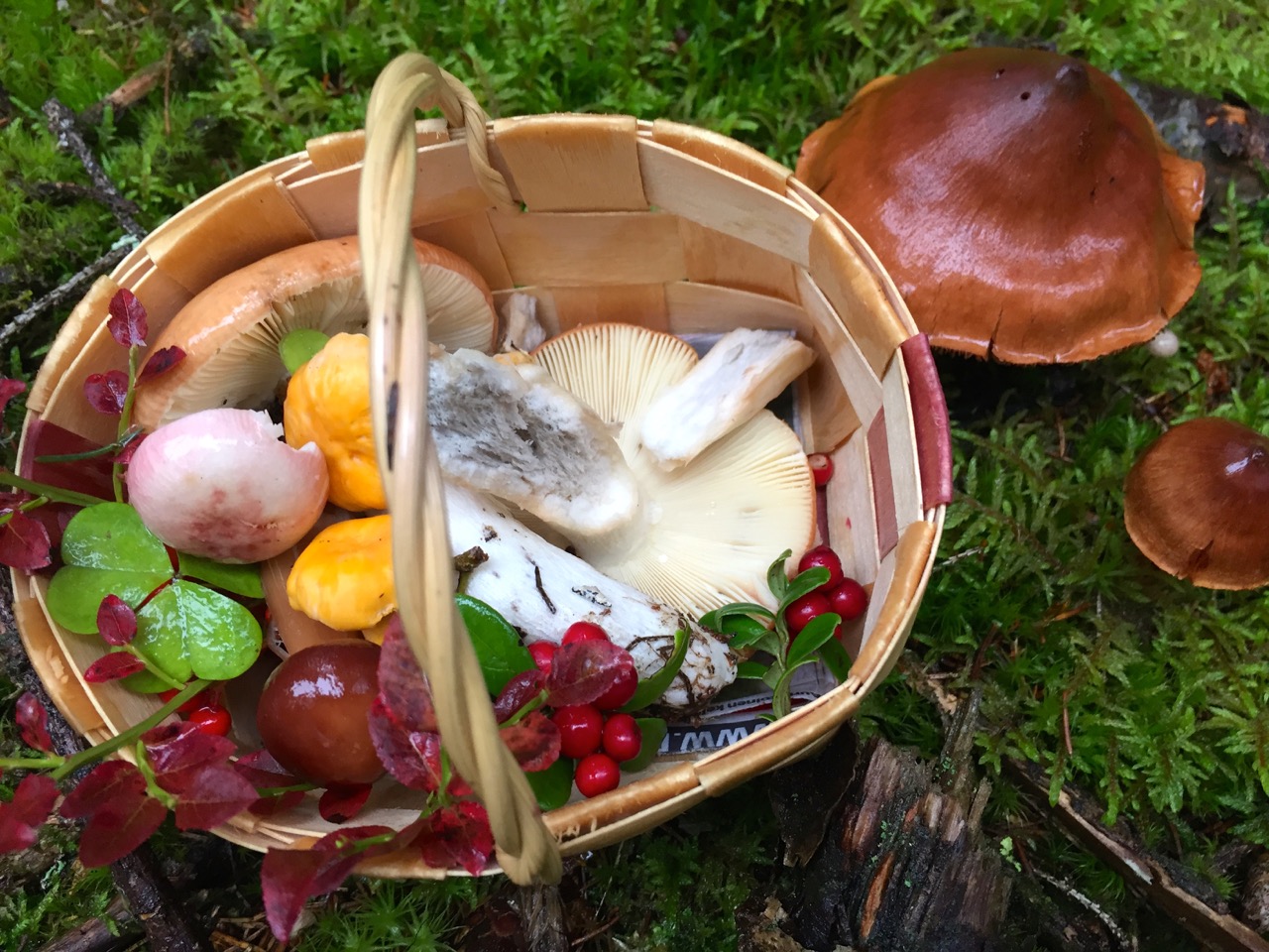 Finnland Reise – Pilze und Kräuter sammeln