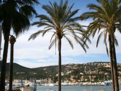 Reisetrends Sommerurlaub am Strand auf Mallorca in Spanien - grosse Palmen im Vordergrund