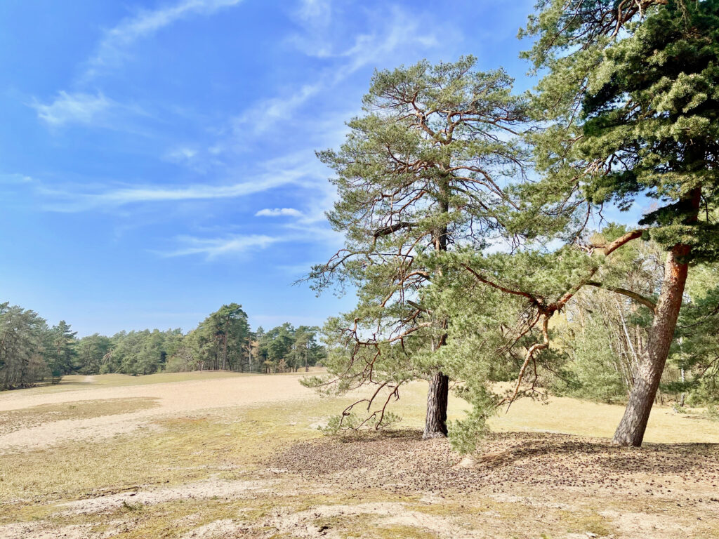 Verdener Dünen: Strandfeeling zwischen Bremen und Hannover