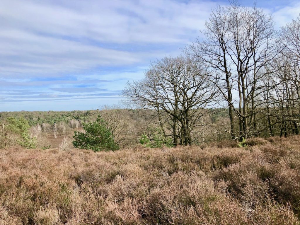 Fischbeker Heide Hamburgs Heide ist ein Geheimtipp