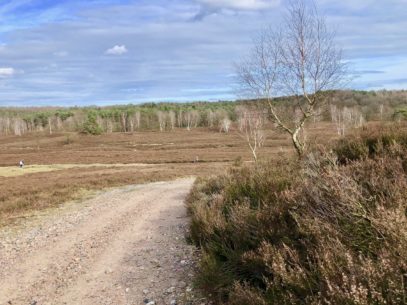 Fischbeker Heide