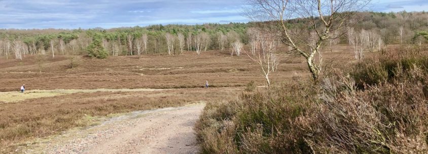 Fischbeker Heide