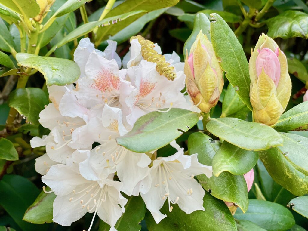 Rhododendronpark Verden