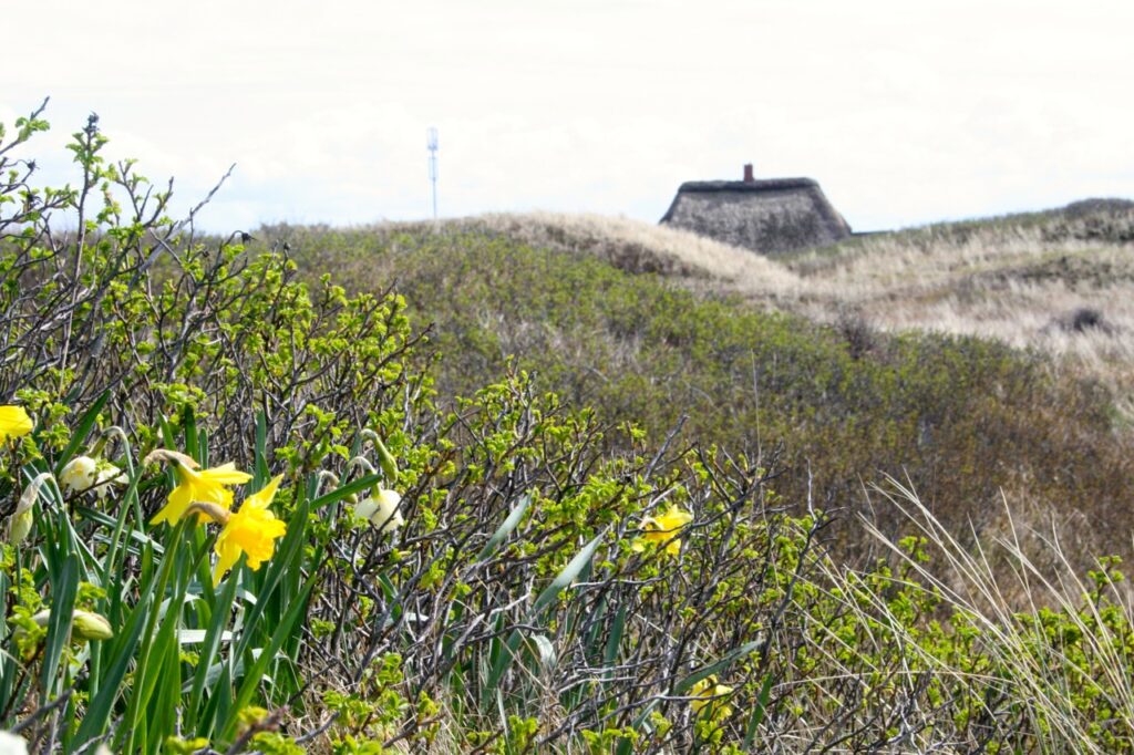 Ferienhaus in den Duenen