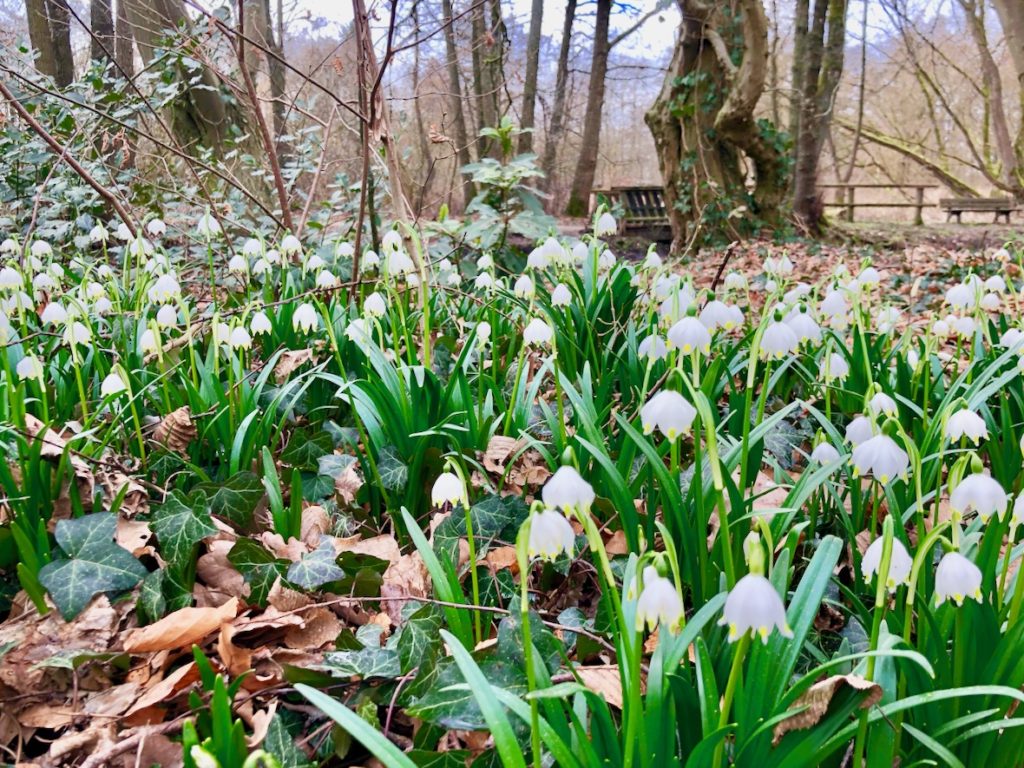 Moisburg Kirchgarten mit Schneegloeckchen