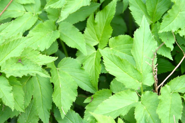 Giersch das "Unkraut" - Giersch ein echtes Superfood