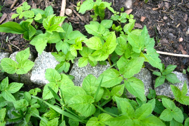 Giersch in der Küche einsetzen - Superfood gesund & lecker