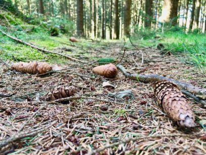 Wandern Rosengarten bei Hamburg