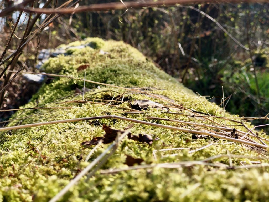 Waldbaden im Rosengarten bei Hamburg