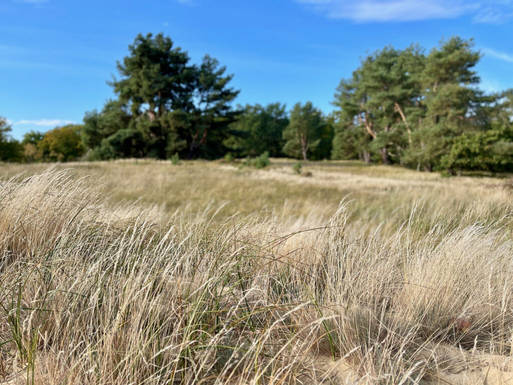Stettiner Haff Sehenswuerdigkeiten, Natur pur im Riether Winkel