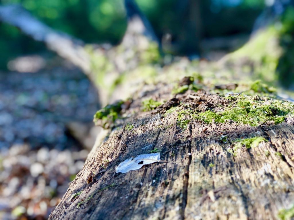 Nordpfade Entdeckungen im Wald